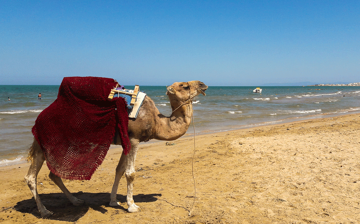 5 things to do in Tunis: dive into Arab culture