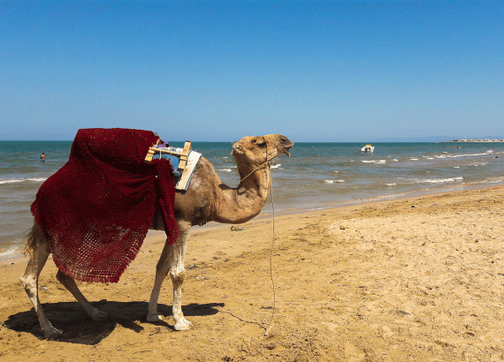 cosa da fare in tunisia cammello