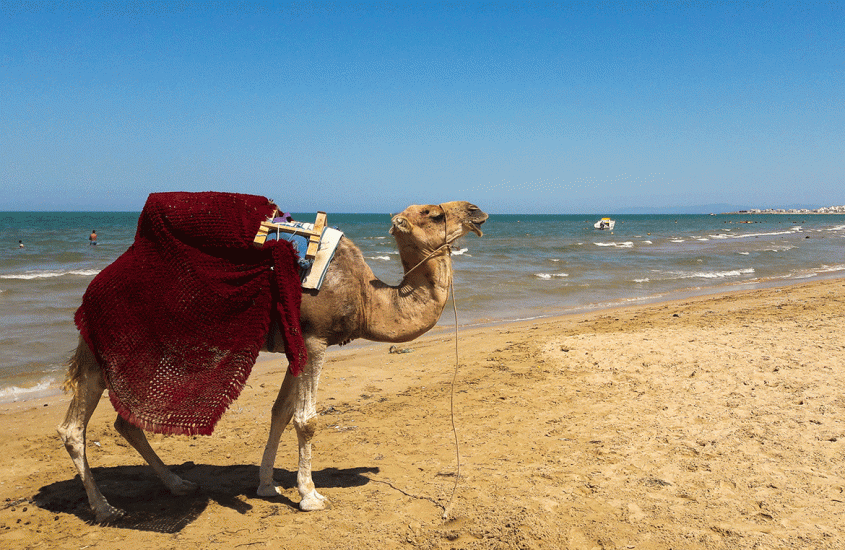 5 things to do in Tunis: dive into Arab culture